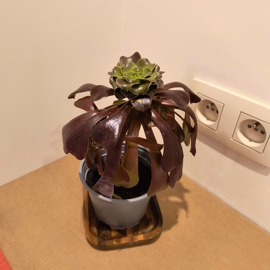 Aeonium arboreum, Ophalen of Verzenden, Rond, Minder dan 30 cm