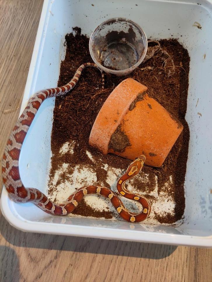 Rode rattenslang, Pantherophis guttatus, NK25 Wk 0.0.1 Rat Snake - male for sale from Stella's Animals