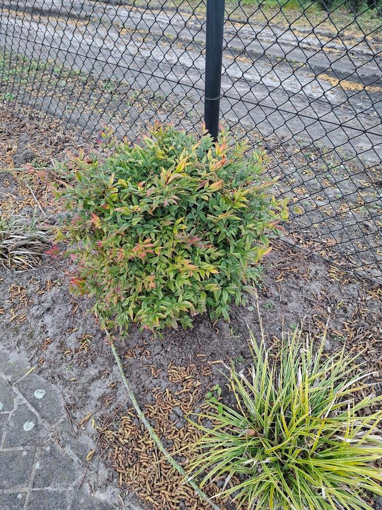 Nandina domestica  hemelse bamboe 40 tot 55 cm, Tuin en Terras, Ophalen, Bamboe, Struik, Minder dan 100 cm