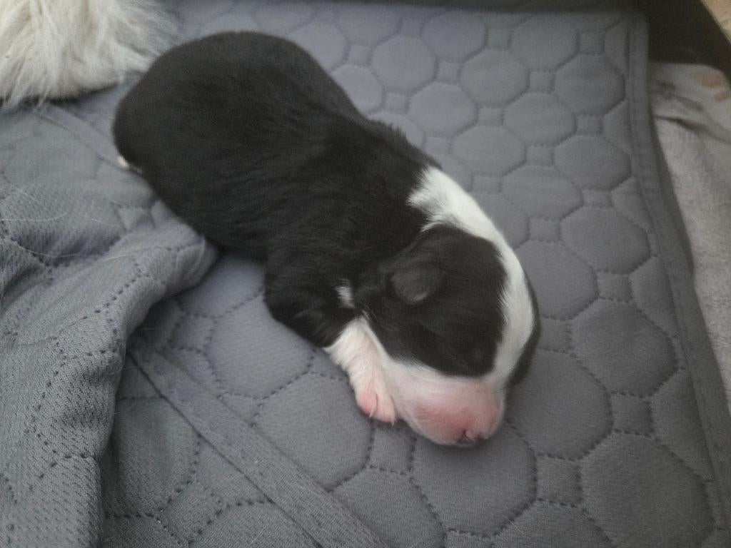 Border collie pupjes, België, Particulier, 8 tot 15 weken, Collie