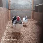 Wyandotte broedeieren, Dieren en Toebehoren, Pluimvee, Geslacht onbekend, Kip