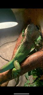 Gezocht terrarium leguaanen, Dieren en Toebehoren, Reptielen en Amfibieën | Toebehoren, Ophalen of Verzenden, Terrarium of Paludarium