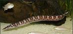 Mastacembelus ellipsifer Tanganyika, Dieren en Toebehoren, Vissen | Aquariumvissen, Vis