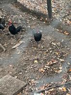 Hollandse krielhaan zwart, Dieren en Toebehoren, Meerdere dieren, Kip