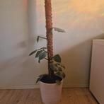 Philodendron Hastatum (silver sword), Ophalen, Overige soorten, Minder dan 100 cm