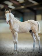 Prachtige c pony hengst, top afstamming!, Dieren en Toebehoren, Gechipt, Minder dan 160 cm, Dressuurpaard, 0 tot 2 jaar