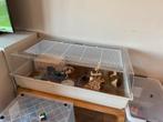 Cavia’s met hok!, Kooi, Zo goed als nieuw, 75 tot 110 cm, Cavia