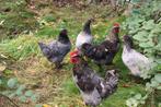 blue de landes hanen, Dieren en Toebehoren, Pluimvee, Mannelijk, Kip