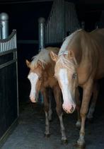 Quarter horse merrie veulen, Dieren en Toebehoren, Merrie, Minder dan 160 cm, Gechipt, 0 tot 2 jaar