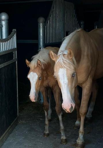 Quarter horse merrie veulen beschikbaar voor biedingen