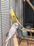 Jonge Baby Grasparkieten | Div. Kleuren | Handtam, Dieren en Toebehoren, Vogels | Parkieten en Papegaaien, Meerdere dieren, Parkiet