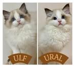 Ragdoll kittens | katers | geholpen | geteste ouders, Kater