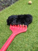 maltipoo puppies   teefjes, Dieren en Toebehoren, Honden | Chihuahua's en Gezelschapshonden, Overige rassen, 8 tot 15 weken, Teef