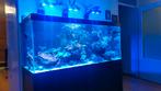 Complete inhoud zeeaquarium, Dieren en Toebehoren, Vissen | Aquaria en Toebehoren, Ophalen, Zo goed als nieuw, Gevuld zeewateraquarium