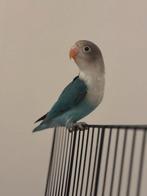 Te koop agapornis + kooi, Mannelijk, Dwergpapegaai of Agapornis