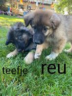 Kruising Duitse herder pups, Dieren en Toebehoren, België, Particulier, 8 tot 15 weken, Groot
