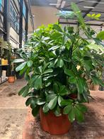 Schefflera compacta – compacte, volle kamerplant van 60 cm, Huis en Inrichting, Kamerplanten, Ophalen