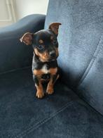 Chihuahua x pincher van 14 weken, Dieren en Toebehoren, Honden | Chihuahua's en Gezelschapshonden, 8 tot 15 weken, Teef, Eén hond