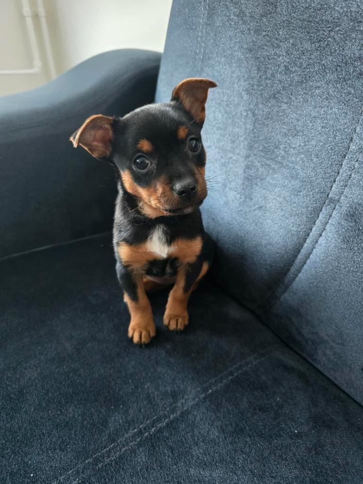 Chihuahua x pincher van 14 weken, Dieren en Toebehoren, Honden | Chihuahua's en Gezelschapshonden, Teef, Chihuahua, Particulier