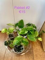 Kamerplant pakket, Ophalen of Verzenden, Halfschaduw, Minder dan 100 cm