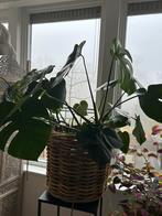 Planten, Ophalen of Verzenden, Halfschaduw, Minder dan 100 cm