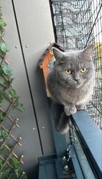 Mijn Britse Korthaar kat is 24 week oud., Dieren en Toebehoren, Katten en Kittens | Raskatten | Korthaar, Kater