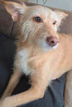 Lieve hond Bo (in NL), Dieren en Toebehoren, Honden | Niet-rashonden, 6 jaar of ouder, Rabiës (hondsdolheid), Handelaar, Buitenland