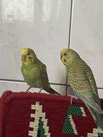 2 schattige grasparkieten zoeken nieuwe huis, Dieren en Toebehoren, Vogels | Parkieten en Papegaaien, Meerdere dieren, Parkiet