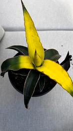 Sanseviera Star Canary, Ophalen, Overige soorten, Minder dan 100 cm