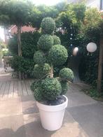 grote plastic pot (nieuw) met echte stam en 12 buxusbollen, Huis en Inrichting, Woonaccessoires | Kunstplanten en Kunstbloemen