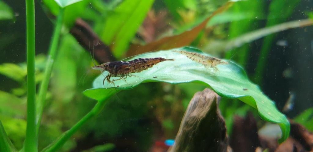 Neocardina aquarium garnalen wildkleur doorzichtig, Dieren en Toebehoren, Vissen | Aquariumvissen