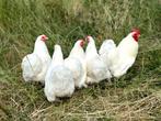 Cochin kriel kippen verschillende kleuren, gesekst en ingeën, Dieren en Toebehoren, Pluimvee, Vrouwelijk, Kip