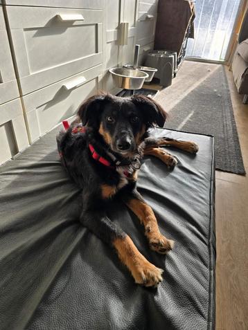 Patrick is in Nederland  beschikbaar voor biedingen