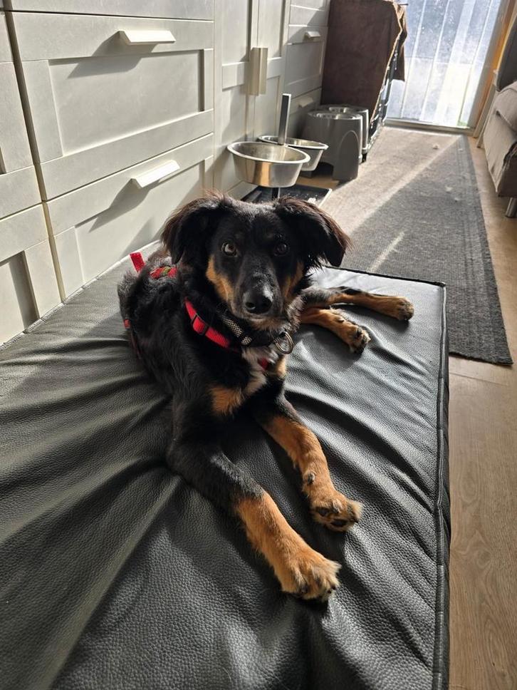 Patrick is in Nederland, Dieren en Toebehoren, Honden | Niet-rashonden, Middel, Reu, Handelaar, Eén hond, Buitenland, 15 weken tot 1 jaar