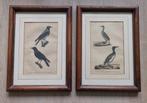 2 oude gravures aalschover en kraai, Ophalen of Verzenden