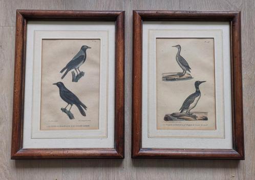 2 oude gravures aalschover en kraai, Antiek en Kunst, Kunst | Etsen en Gravures, Ophalen of Verzenden