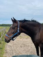 Lieve energieke alround merrie, Dieren en Toebehoren, Paarden, Merrie, Recreatiepaard