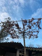 Lei bomen en dakbomen in soorten en maten nu planttijd, Ophalen of Verzenden