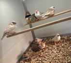 Zebravinken, Meerdere dieren, Tropenvogel