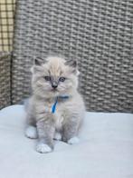 Lieve vrolijke ragdoll kittens, Meerdere dieren, Gechipt