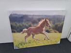Foto van pony op canvas, kan ook buiten hangen., Huis en Inrichting, Woonaccessoires | Schilderijen, Tekeningen en Foto's, 50 tot 75 cm