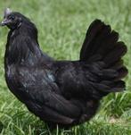 Ayam Cemani hen, Dieren en Toebehoren, Pluimvee, Vrouwelijk, Kip