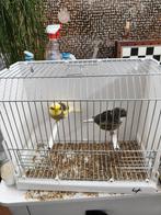 Gloster canaries, Dieren en Toebehoren, Mannelijk, Postuurkanarie