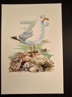 Zilvermeeuw, Verzenden, 1980 tot heden, Zo goed als nieuw, Dier