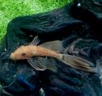 Ancistrus L144 Super Red Longfin, Vis