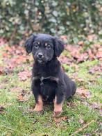 Lieve Friese Stabij pups x Golden Retriever pups m garantie, Nederland, Parvo, Overige rassen, 8 tot 15 weken