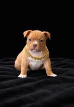 American bully, België, Particulier, Overige rassen, 8 tot 15 weken