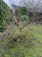 Toverhazelaar, Tuin en Terras, Overige soorten, Lente, 100 tot 250 cm, Ophalen