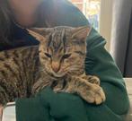 Vermist! Mimo, Dieren en Toebehoren, Vermiste en Gevonden Dieren
