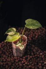 Monstera Deliciosa Mint Variegata, Overige soorten, Minder dan 100 cm, Groene kamerplant, Halfschaduw